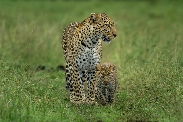 Leopard and it's Cub — wildlife in Tanzania