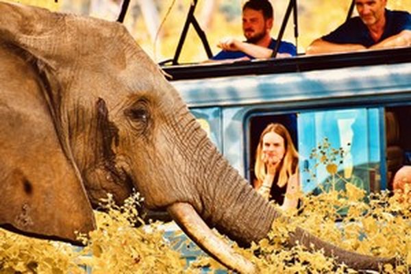 Elephant and Jeep — safari in Tanzania