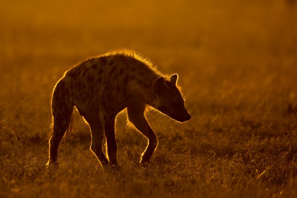 Hyena — wildlife in Tanzania