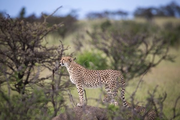 Cheetah — wildlife in Tanzania