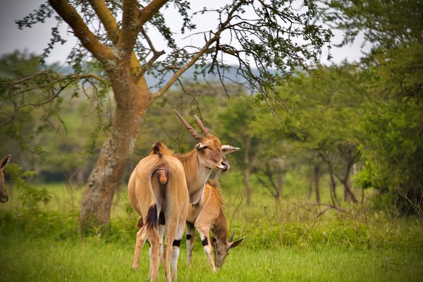 Green environment — wildlife in Tanzania