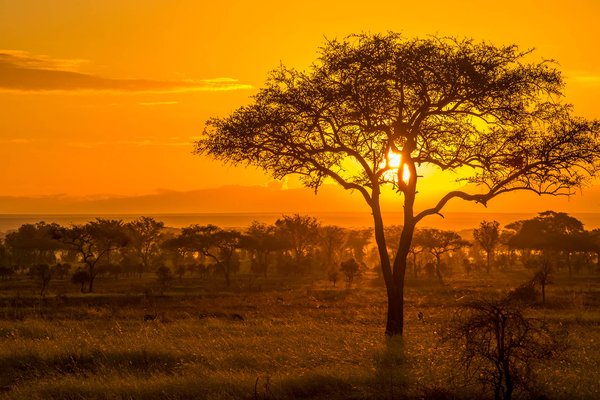 Sunset — safari in Tanzania
