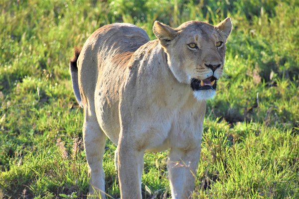Lion — wildlife in Tanzania