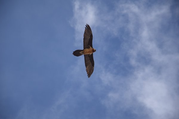 Kilimnjaro — wildlife in Tanzania