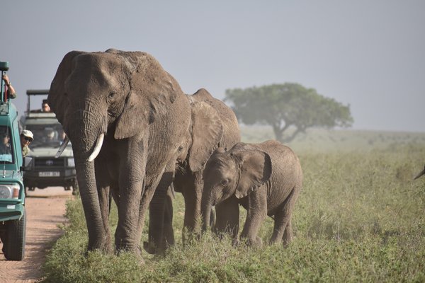 Wildlife photograph from Tanzania