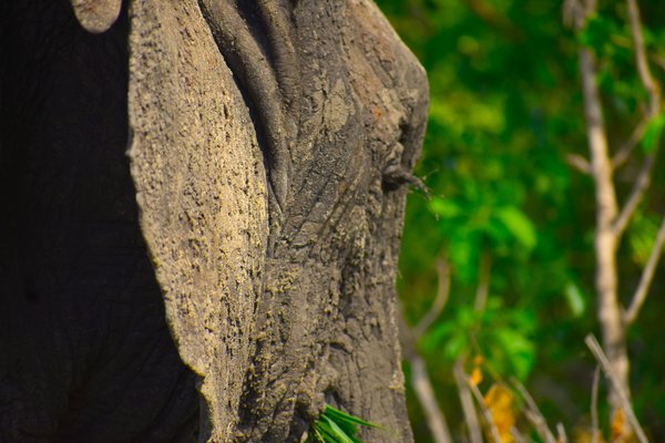 Elephant — wildlife in Tanzania