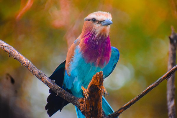 Birding — wildlife in Tanzania