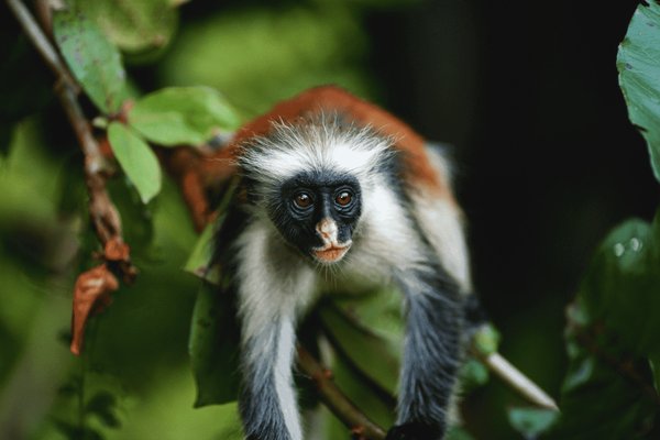 Zanzibar — wildlife in Tanzania