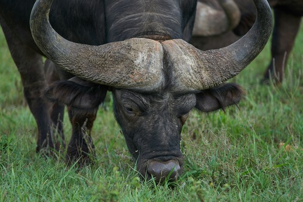 Bufallo — wildlife in Tanzania