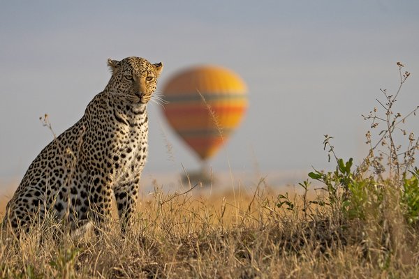 Cheetah — wildlife in Tanzania