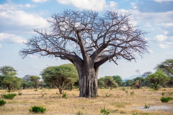 Tarangire — wildlife in Tanzania
