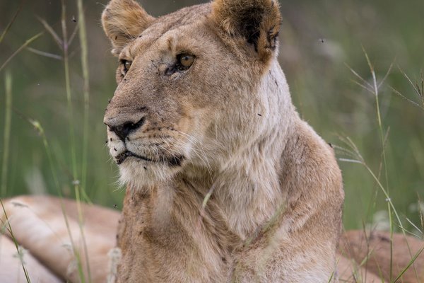Lion — wildlife in Tanzania