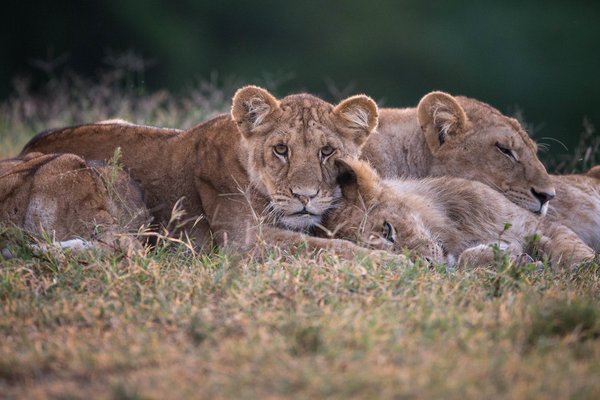Lion — wildlife in Tanzania
