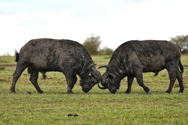 Bufallo — wildlife in Tanzania