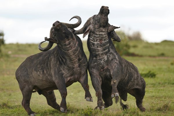Bufallo — wildlife in Tanzania
