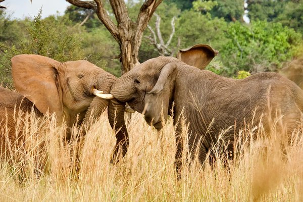 Elephant — wildlife in Tanzania