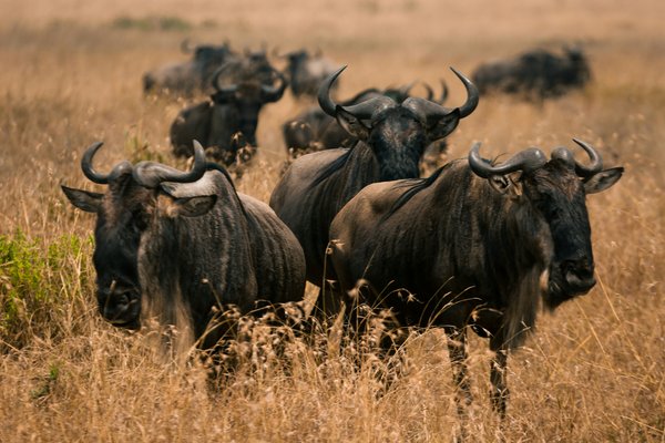 Wildbeest — wildlife in Tanzania