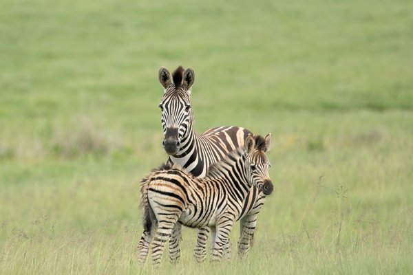 Zebra — wildlife in Tanzania
