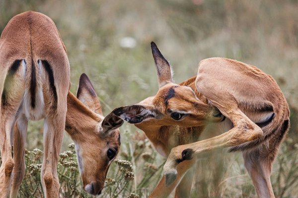 Antelope — wildlife in Tanzania