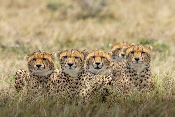 Cheetah — wildlife in Tanzania