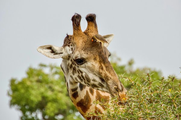 Giraffe — wildlife in Tanzania