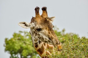 Giraffe