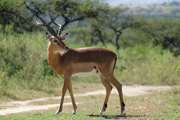 Antelope — wildlife in Tanzania