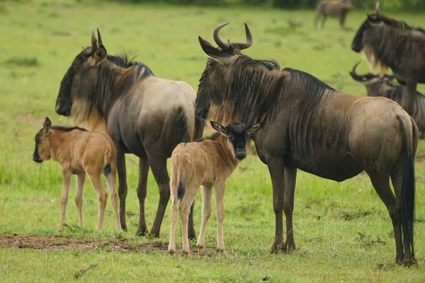 Wildbeest — wildlife in Tanzania