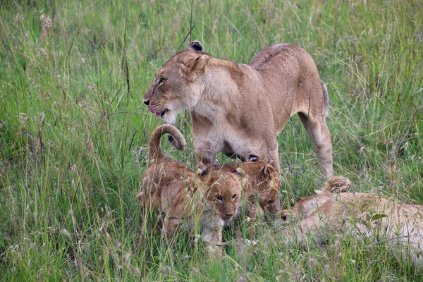 Lion — wildlife in Tanzania