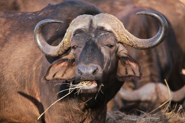 Bufallo — wildlife in Tanzania
