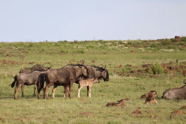 Gnu — wildlife in Tanzania
