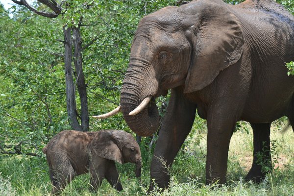 Elephants — wildlife in Tanzania