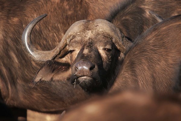 Bufallo — wildlife in Tanzania