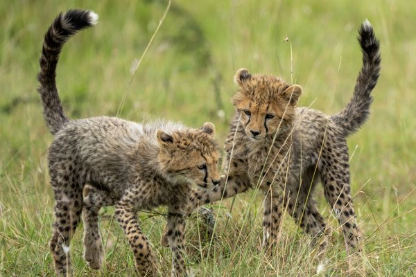 Cheetah — wildlife in Tanzania