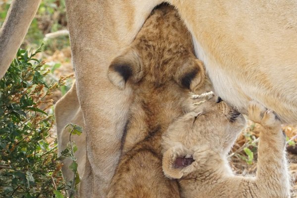 Lion — wildlife in Tanzania