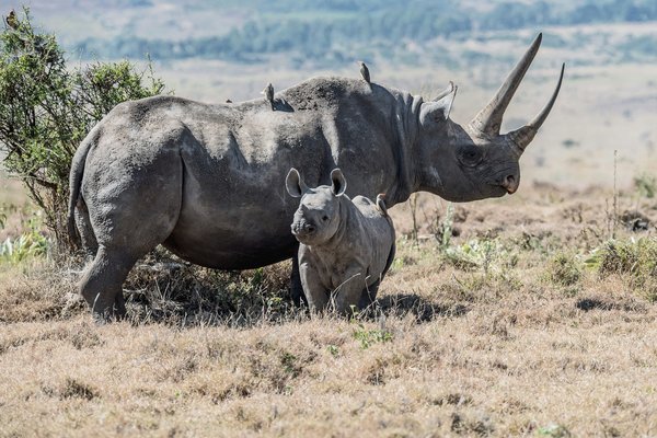 Rhino — wildlife in Tanzania