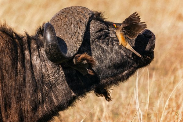 Bufallo — wildlife in Tanzania