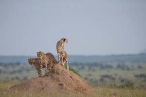 Cheetah