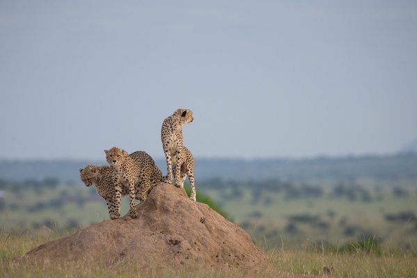 Cheetah — wildlife in Tanzania