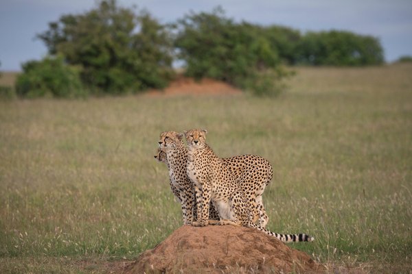 Cheetah — wildlife in Tanzania