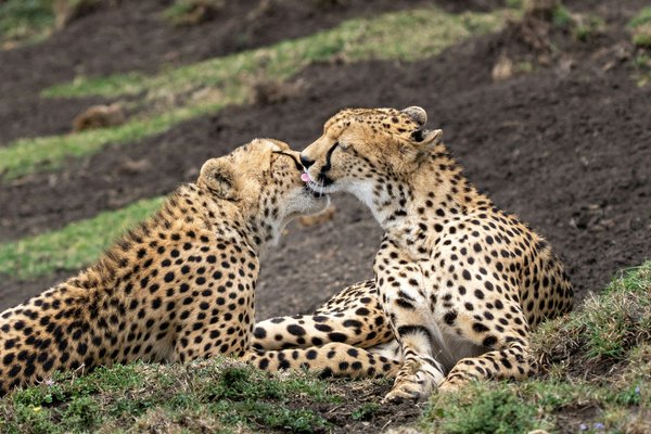 Cheetah — wildlife in Tanzania