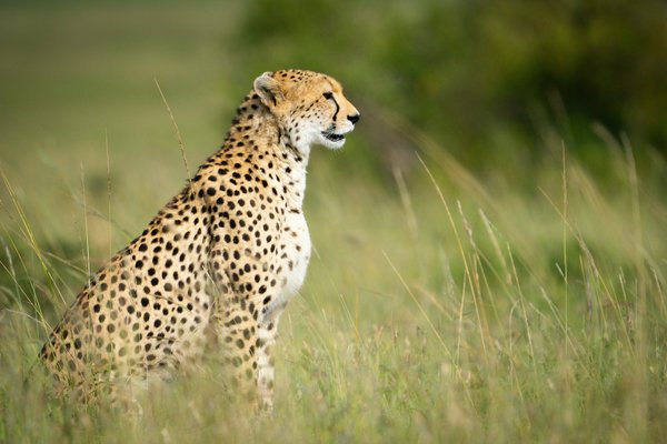 Cheetah — wildlife in Tanzania