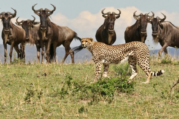 Cheetah — wildlife in Tanzania
