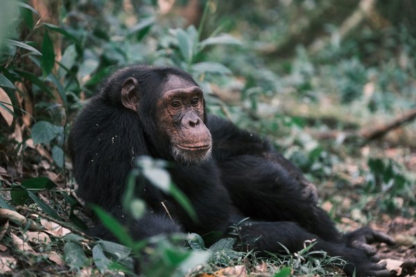 Chimpanzee — wildlife in Tanzania