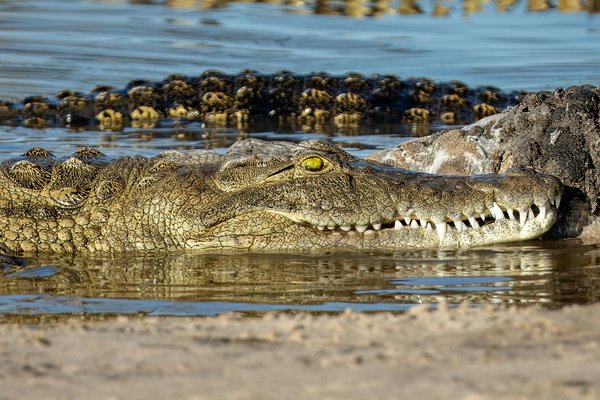 Crocodile — wildlife in Tanzania