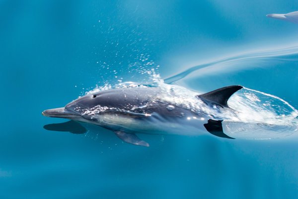 Zanzibar — wildlife in Tanzania