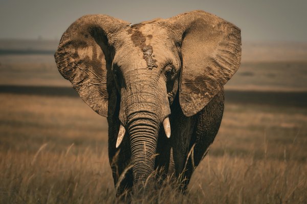 Wildlife photograph from Tanzania