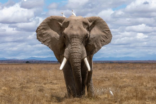 Elephant — wildlife in Tanzania