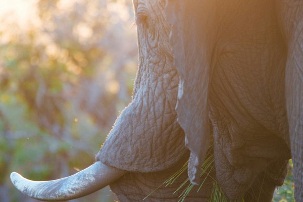 Elephant — wildlife in Tanzania