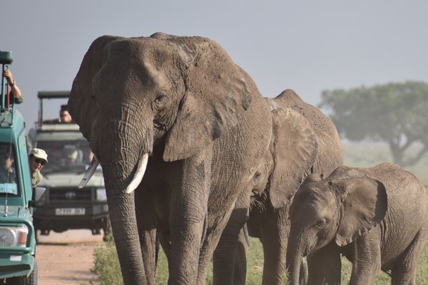 Elephants and the jeeps — safari in Tanzania